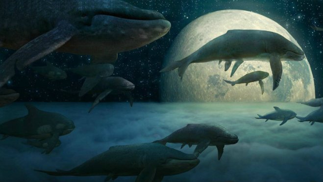 big_fish_and_begonia_2